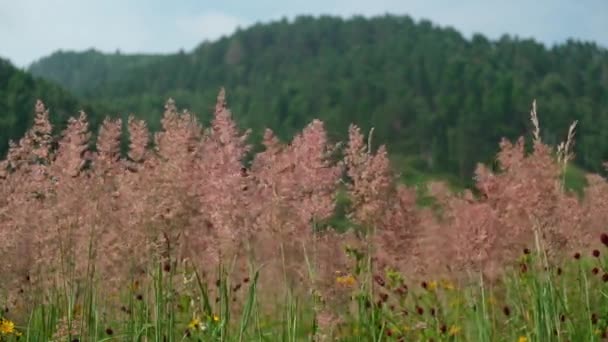 Hohe Naturrasen Schwingen Auf Einer Bergwiese Eine Wanderung Den Bergen — Stockvideo