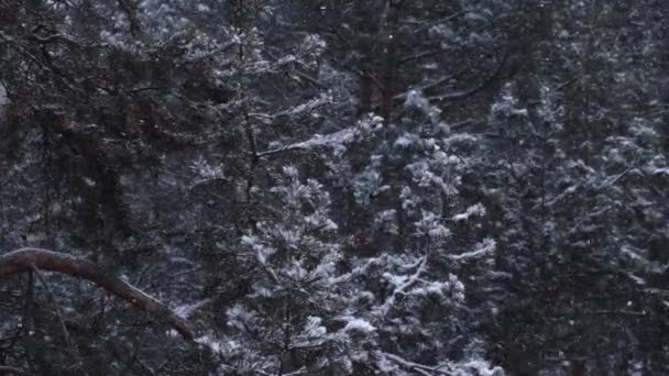 Kışın Çam Ormanında Kar Yağışı Kar Uçar Ağaçların Dallarına Düşer — Stok video