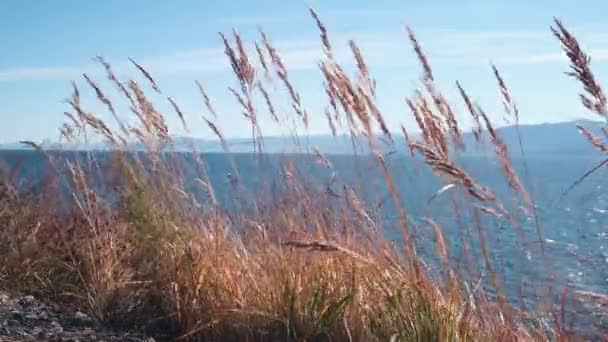 風の突風は 湖では 野生の草を振る 秋の湖で明るい晴れた日 美しい野生動物の要素 — ストック動画