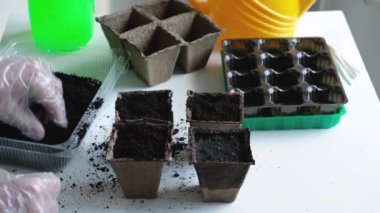 Preparing and growing seedlings at home. A man in protective gloves covers the seeds with soil from above in a special peat pot for seedlings. We work in the spring. Botanical hobby.