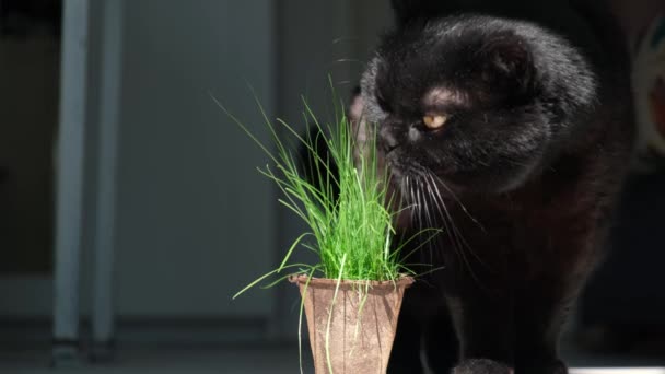 Cute Czarny Kot Żółtymi Oczami Zjada Specjalną Trawę Kota Biodegradowalnego — Wideo stockowe