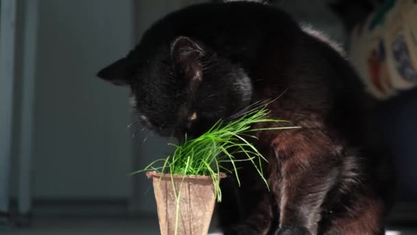 黄色の目のかわいい黒猫は 床に生分解性のポットから特別な猫草を食べます ペットケア ペットのコンセプトのための自然食品やビタミン ペットの健康 猫用ビタミン — ストック動画