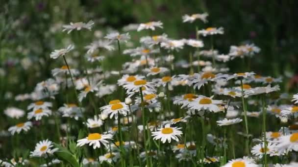 Detailní Záběr Krásných Bílých Heřmánkových Květů Kolébajících Větru Květy Bílými — Stock video
