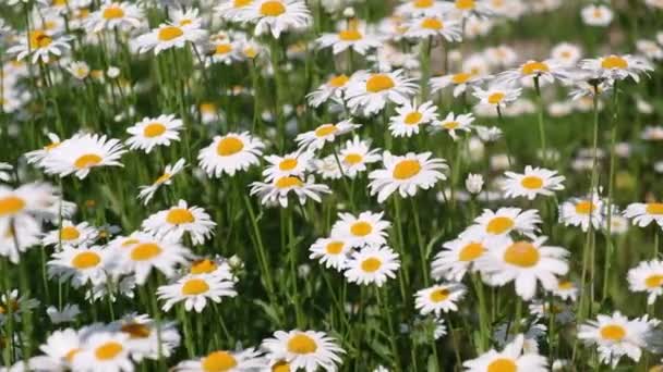 Egy Közeli Kép Gyönyörű Fehér Kamillavirágokról Amik Szélben Ringatóznak Virágok — Stock videók