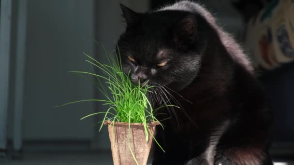 Söt Svart Katt Med Gula Ögon Sniffar Speciellt Kattgräs Från — Stockvideo