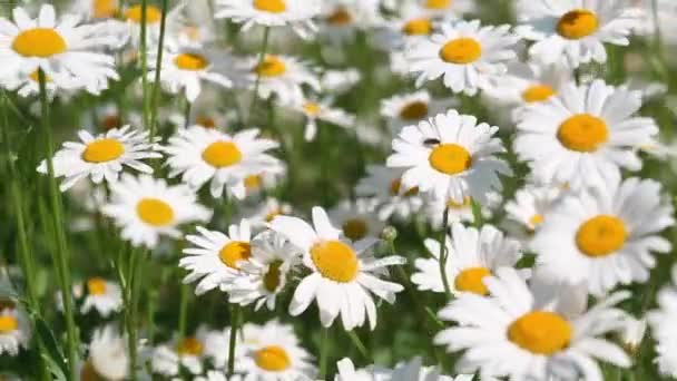Κοντινό Πλάνο Όμορφων Λευκών Λουλουδιών Χαμομηλιού Που Λικνίζονται Στον Άνεμο — Αρχείο Βίντεο