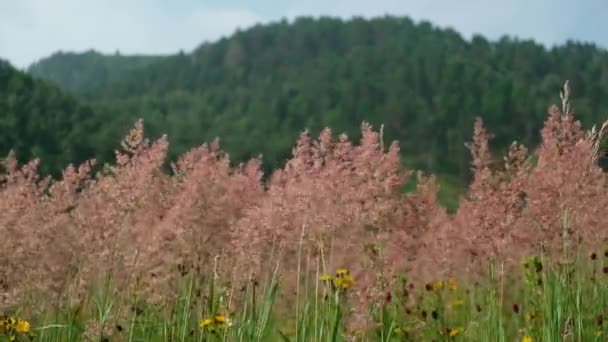 Balançant Herbe Ralenti Sur Fond Montagnes Une Promenade Dans Les — Video