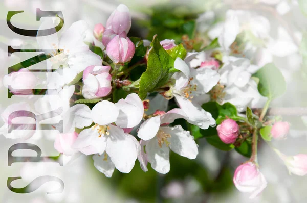 Çiçek açan meyve ağacı ve yazıt dalıyla güzel bir renk bahar arkaplanı Merhaba ilkbahar