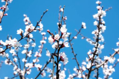 Çiçek açan meyve ağacı. Ilık bir bahar gününde Pembe Kiraz Çiçeği