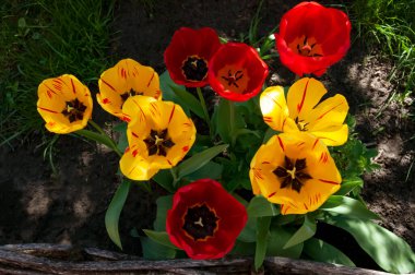 Bahçedeki kırmızı ve sarı laleler yakın.