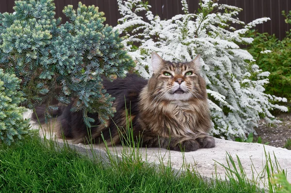 Svart Tabby Maine Coon Katt Avkopplande Grönt Gräs Parken Husdjur — Stockfoto