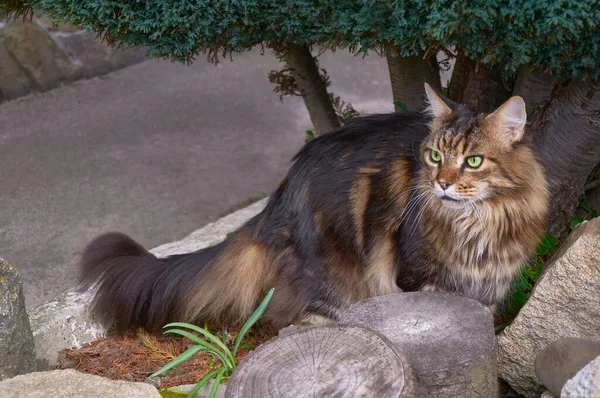 Svart Tabby Maine Coon Katt Avkopplande Grönt Gräs Parken Husdjur — Stockfoto