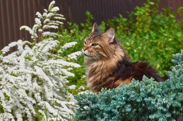 Svart Tabby Maine Coon Katt Avkopplande Grönt Gräs Parken Husdjur — Stockfoto