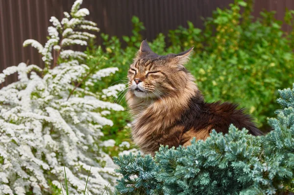 Svart Tabby Maine Coon Katt Avkopplande Grönt Gräs Parken Husdjur — Stockfoto