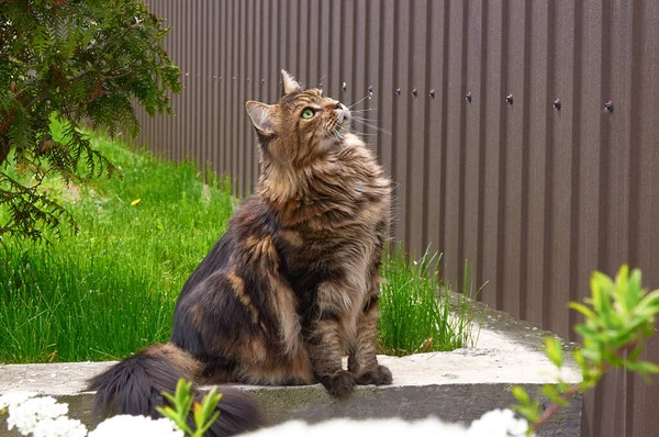 Чорний Таббі Maine Coon Кіт Відпочиває Зеленій Траві Парку Собаки — стокове фото