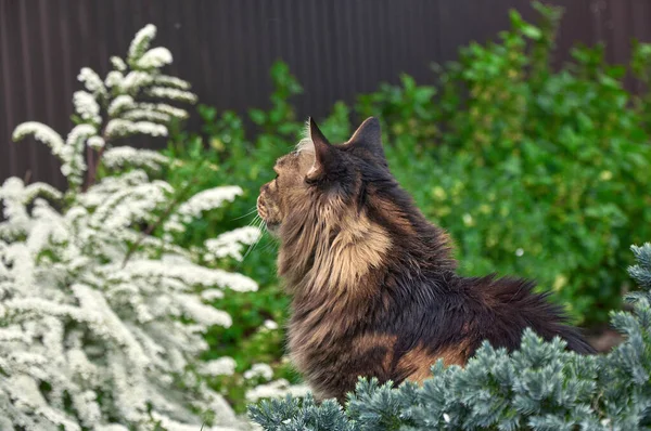 Preto Tabby Maine Coon Gato Relaxante Grama Verde Parque Animais — Fotografia de Stock