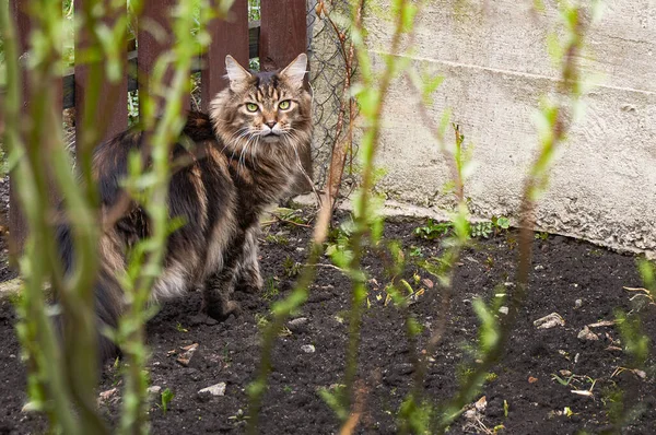 Black Tabby Maine Coon Γάτα Χαλάρωση Στο Πράσινο Γρασίδι Στο — Φωτογραφία Αρχείου