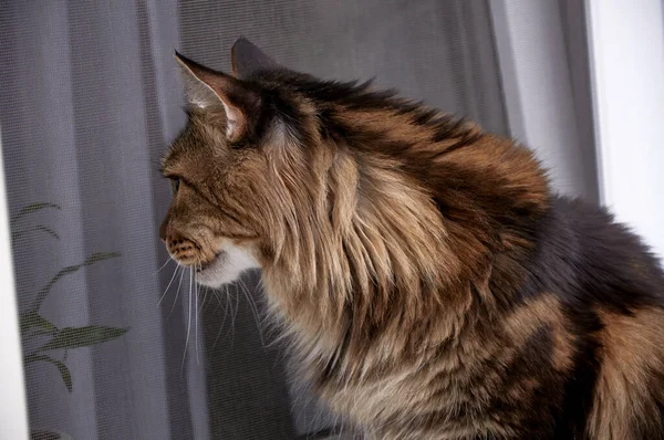 Maine Coon Katze Schaut Von Der Straße Aus Aus Dem — Stockfoto