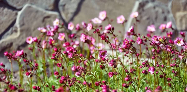 Pequenas Flores Primavera Rosa Grama Verde — Fotografia de Stock