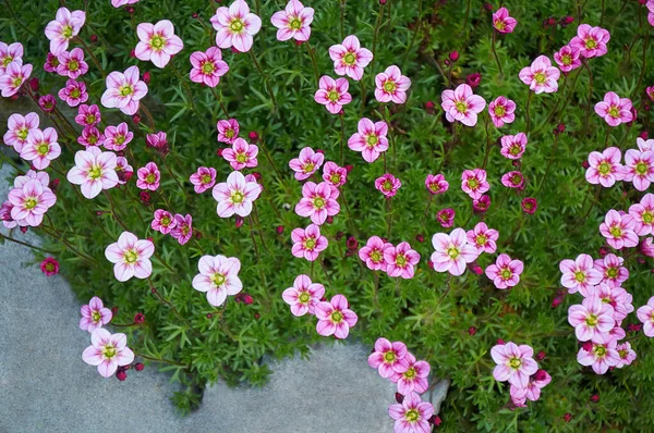 Tapete Fundo Flores Cobertura Terra Verde Primavera Rosa Colina Alpina — Fotografia de Stock