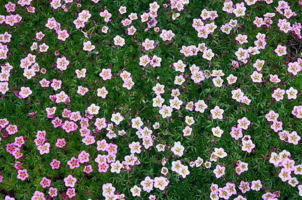 Bakgrund Matta Rosa Våren Grön Mark Täcka Blommor Alpin Kulle — Stockfoto