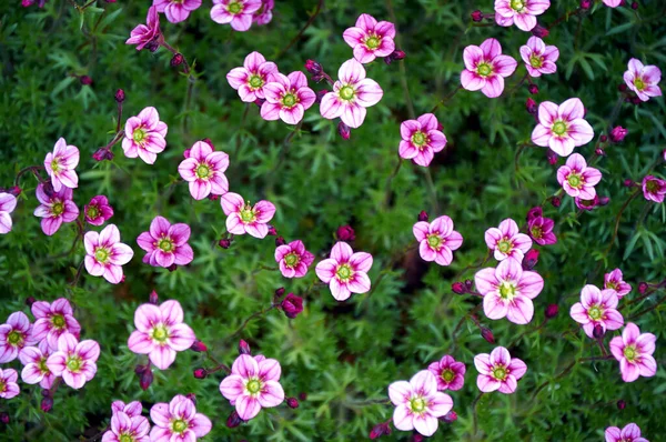 Tapete Fundo Flores Cobertura Terra Verde Primavera Rosa Colina Alpina — Fotografia de Stock