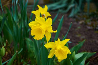 Güzel sarı nergisler. Doğada bahar çiçekleri