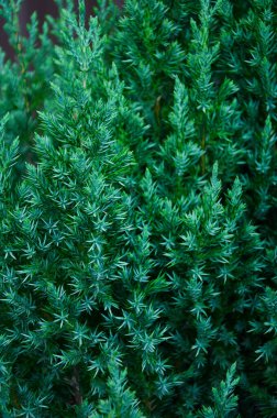 Ardıç ağacının yeşil dalları. Doğal arkaplan dokusu