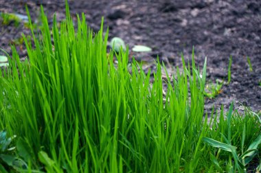 Uzun, yemyeşil çimenler. Çimen dokusu