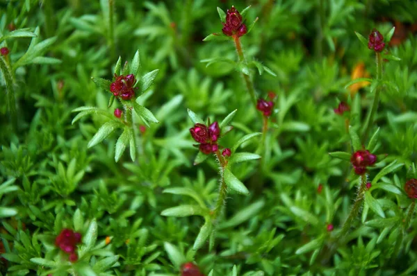 緑色の葉に明るいピンクの花芽 花の背景 — ストック写真