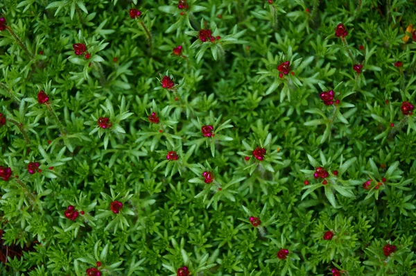 Yeşil Yapraklı Parlak Pembe Çiçek Tomurcukları Çiçek Arka Planı — Stok fotoğraf