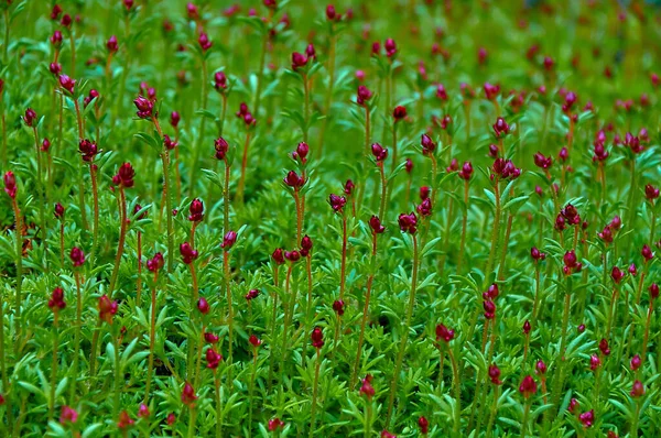 Ljusrosa Blomknoppar Gröna Lövverk Blommig Bakgrund — Stockfoto