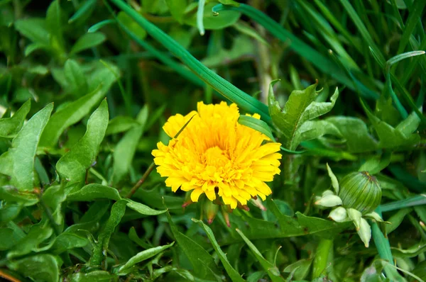 Bright Yellow Dandelion Green Grass Medicinal Plant — Stock Photo, Image