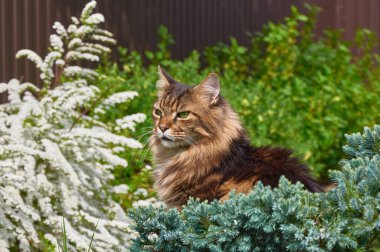 Siyah tekir kedisi parkta yeşil çimlerde dinleniyor. Evcil hayvanlar açık hava macerası. Kedi yaklaş.