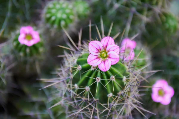 Green Cactus Large Spines Pink Flower Blooming Cactus Close — Stock Photo, Image