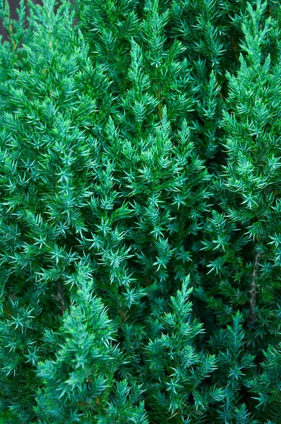 Zelené Větve Jalovcového Detailu Přírodní Textura Pozadí — Stock fotografie