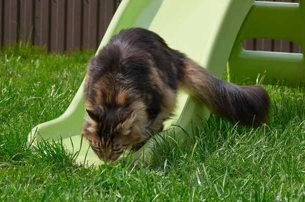 Schwarze Gestromte Maine Coon Katze Entspannt Sich Auf Grünem Gras — Stockfoto