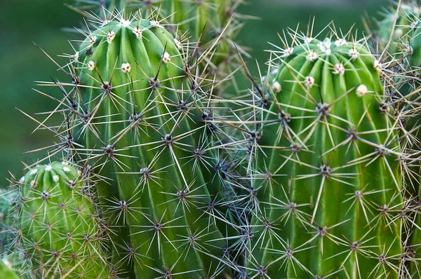 Green Cactus Large Spines Close Green Natural Background — Stock Photo, Image