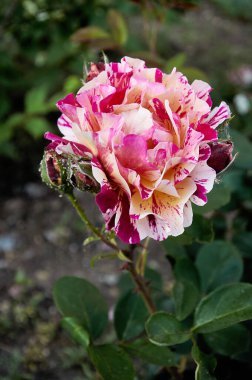 Variegated striped pink rose close-up in the garden. Beauty and tenderness, holiday. Nature