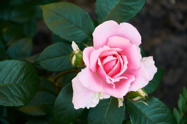 Pink rose close-up in summer in the garden. Beautiful floral background. Valentine's day and holidays. Love and tenderness
