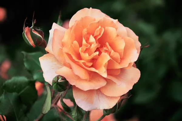 Yellow Rose Close Garden Beauty Tenderness Holiday Nature —  Fotos de Stock