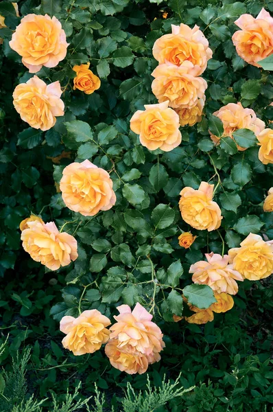 Bush Yellow Roses Garden Beauty Tenderness Nature — 图库照片