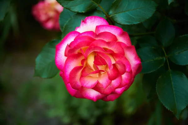 Pink Rose Close Summer Garden Beautiful Floral Background Valentine Day —  Fotos de Stock