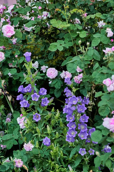 Lilac Bluebells Summer Garden Beautiful Floral Background — Fotografia de Stock