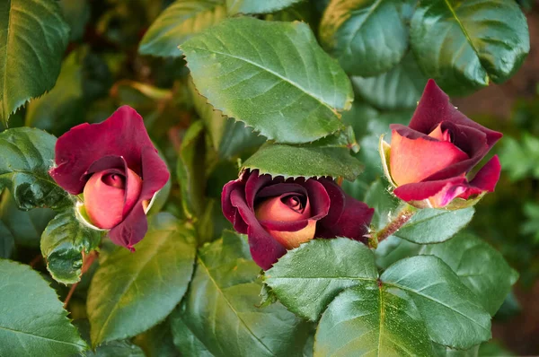 Dark Red Rose Yellow Center Garden Close Beautiful Floral Background — Fotografia de Stock