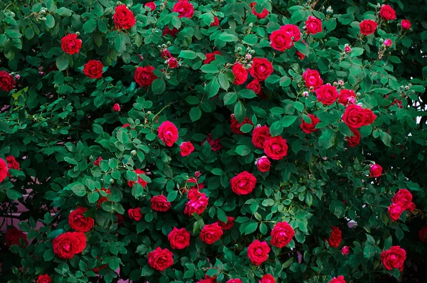 Large bush with many red roses close-up. Beautiful floral background.