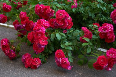 Large bush with many red roses close-up. Beautiful floral background.