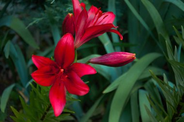 Beautiful red lilies in the garden close-up.