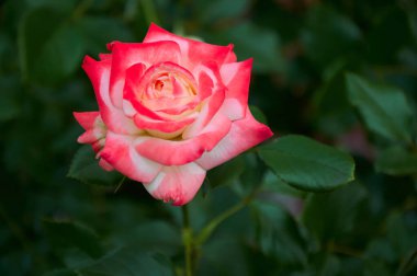 Pink rose close-up in summer in the garden. Beautiful floral background. Valentine's day and holidays. Love and tenderness