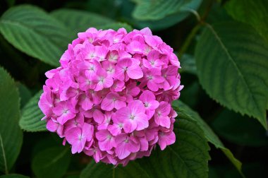 Pink hydrangea flowers close-up in the garden. Selective focus